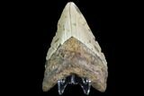 Fossil Megalodon Tooth - North Carolina #109527-2